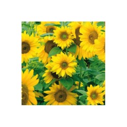 САЛФЕТКИ 33Х33 СМ, 3-слойни, пакет от 20 броя, дизайн Little Sunflowers, FSC